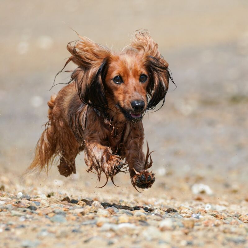 Hundetraining Rückruf Kurs